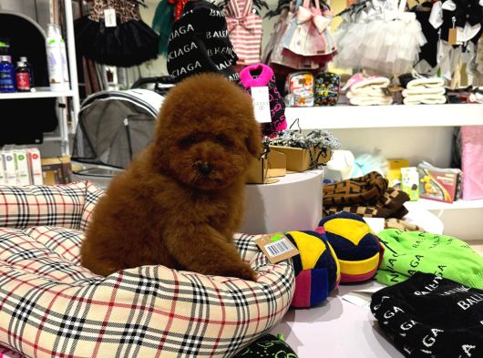 Poodle görsel