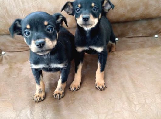 Safkan Minyatür Pinscher Yavrular