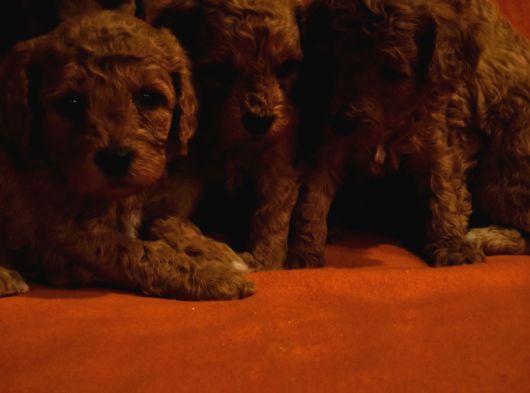 Keşke  Poodle Yavrum Olsun Di̇yenlere Gelsi̇n