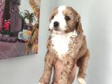 Şeker Tadında Maltipoo Bebekler