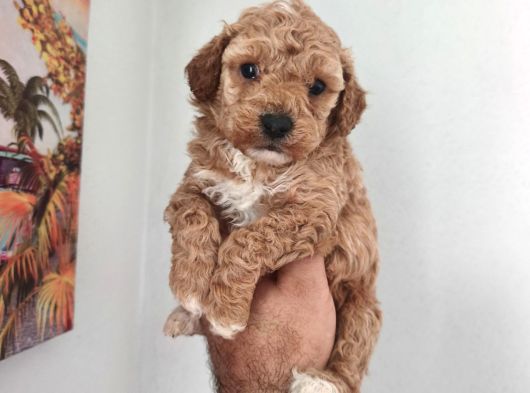 Şeker Tadında Maltipoo Bebekler
