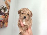 Şeker Tadında Maltipoo Bebekler