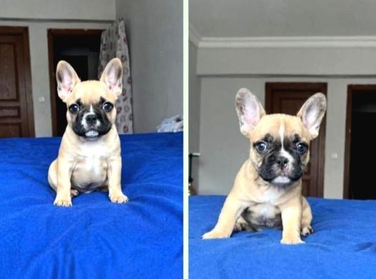 FRANSIZ BULDOG BEBEKLER