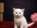 BRİTTİSH SHORTHAİR KEDİLERİMİZ
