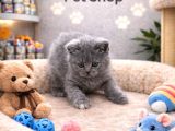 Mükemmel A Kalite British Shorthair Yavrularımız