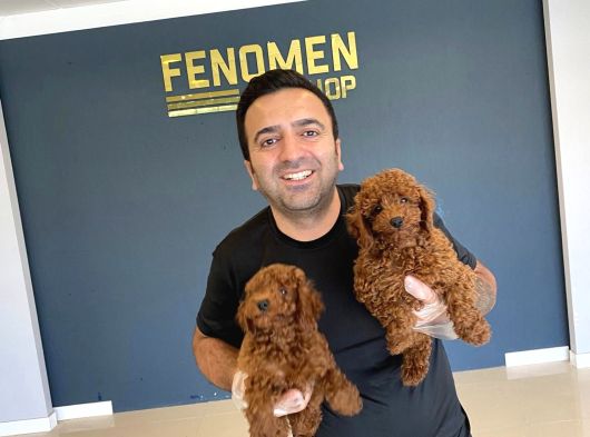 En Güzel Toy Poodle Yavrular Ankara Mağazamizda Canli Görün görsel