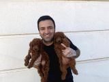 En Güzel Toy Poodle Yavrular Ankara Mağazamizda Canli Görün