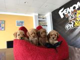 En Güzel Toy Poodle Yavrular Ankara Mağazamizda Canli Görün