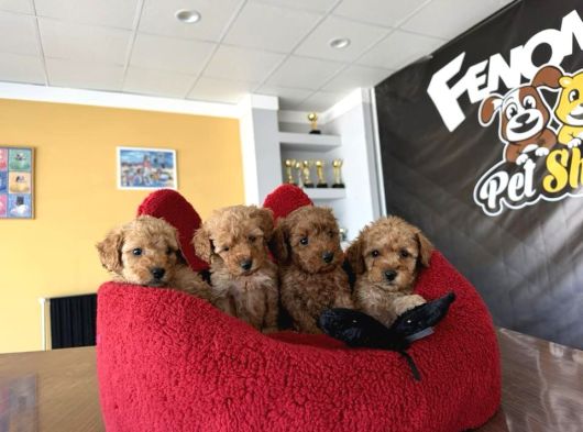 En Güzel Toy Poodle Yavrular Ankara Mağazamizda Canli Görün görsel