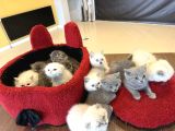 Kedi̇ci̇den Renk Renk British Shorthair Yavrular Ankara