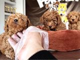En Güzel Toy Poodle Yavrular Ankara Mağazamizda Canli Görün