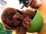 En Güzel Toy Poodle Yavrular Ankara Mağazamizda Canli Görün
