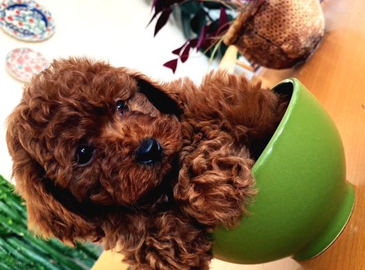 En Güzel Toy Poodle Yavrular Ankara Mağazamizda Canli Görün görsel