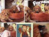 En Güzel Toy Poodle Yavrular Ankara Mağazamizda Canli Görün