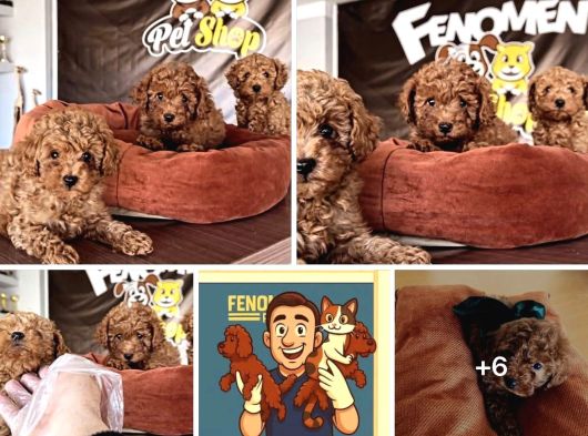 En Güzel Toy Poodle Yavrular Ankara Mağazamizda Canli Görün görsel