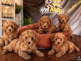 EN GÜZEL TOY POODLE YAVRULAR ANKARA MAĞAZAMIZDA CANLI GÖRÜN