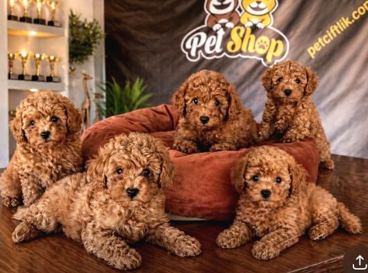 En Güzel Toy Poodle Yavrular Ankara Mağazamizda Canli Görün