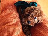 En Güzel Toy Poodle Yavrular Ankara Mağazamizda Canli Görün