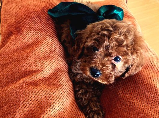 En Güzel Toy Poodle Yavrular Ankara Mağazamizda Canli Görün görsel