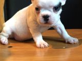 Aşili Safkan Irk Ve Sağlik Garanti̇li̇ French Buldogg Bebekler