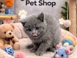 Mükemmel A Kalite British Shorthair Yavrularımız