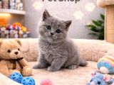 Mükemmel A Kalite British Shorthair Yavrularımız