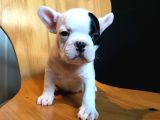Aşili Safkan Irk Ve Sağlik Garanti̇li̇ French Buldogg Bebekler