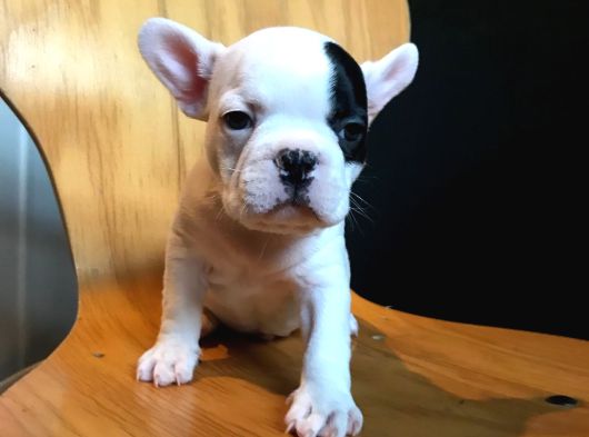 Aşili Safkan Irk Ve Sağlik Garanti̇li̇ French Buldogg Bebekler görsel