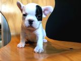 AŞILI SAFKAN IRK VE SAĞLIK GARANTİLİ FRENCH BULDOGG BEBEKLER