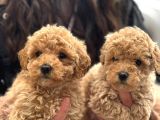 Aşılı Üst Kalite Teacup Maltipoo Bebeklerimiz