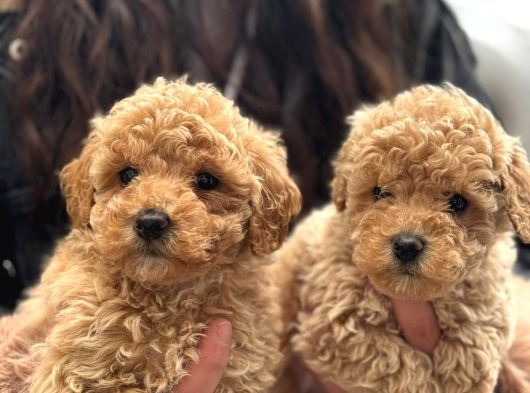 Aşılı Üst Kalite Teacup Maltipoo Bebeklerimiz görsel