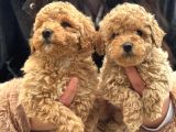 Aşılı Üst Kalite Teacup Maltipoo Bebeklerimiz