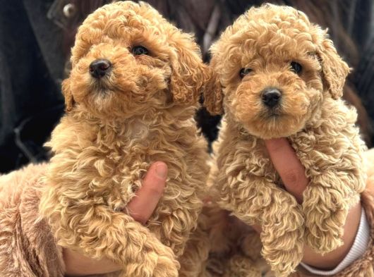 Aşılı Üst Kalite Teacup Maltipoo Bebeklerimiz görsel