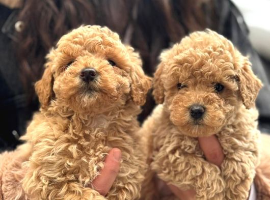 Aşılı Üst Kalite Teacup Maltipoo Bebeklerimiz görsel