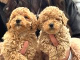 Aşılı Üst Kalite Teacup Maltipoo Bebeklerimiz