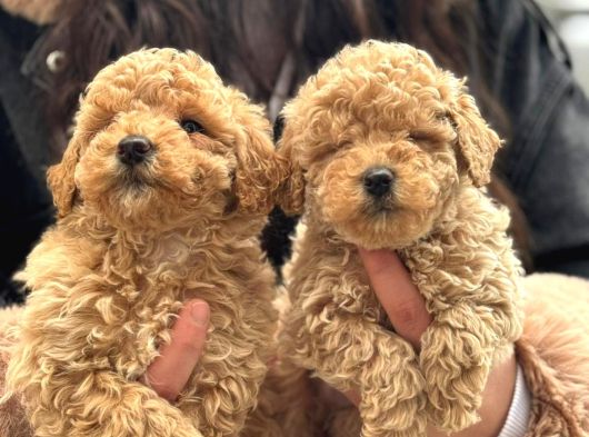 Aşılı Üst Kalite Teacup Maltipoo Bebeklerimiz
