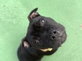 Staffordshire Bull Terrier A Secereli 7 Aylık Erkek