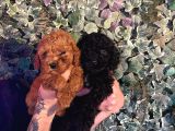 Burkemden Oyuncak  A Kan Poodle Yavrularımız