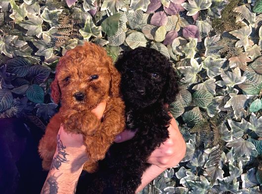 Burkemden Oyuncak  A Kan Poodle Yavrularımız görsel