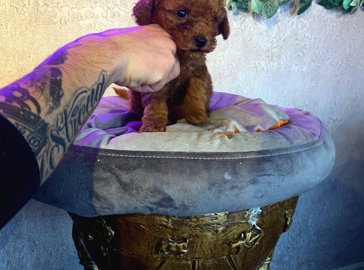 Burkemden Oyuncak  A Kan Poodle Yavrularımız görsel