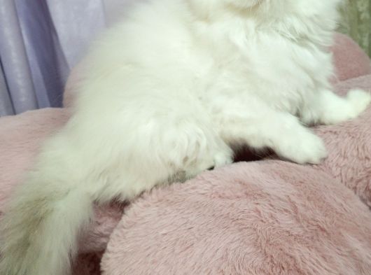 Safkan Scottish Fold Ve Straight Yavrular Catteryden görsel