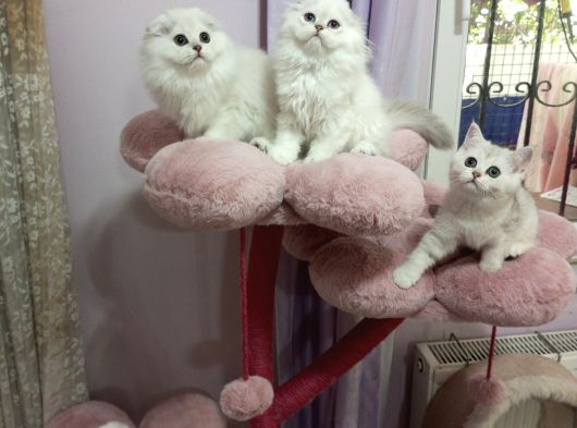 Safkan Scottish Fold Ve Straight Yavrular Catteryden görsel