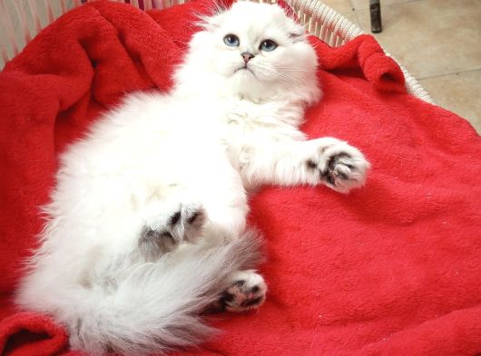 Safkan Scottish Fold Ve Straight Yavrular Catteryden görsel
