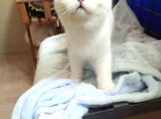 Safkan Scottish Fold Ve Straight Yavrular Catteryden görsel
