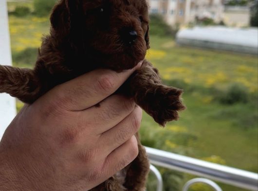Toy Padıl Red Brown Bebeklerimiz Teslime Hazırdır görsel