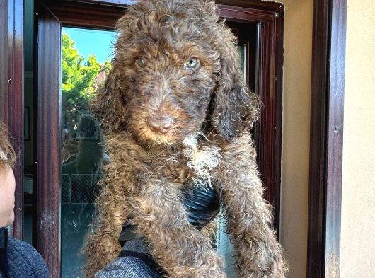 Dev Labradoodle Yavrular görsel