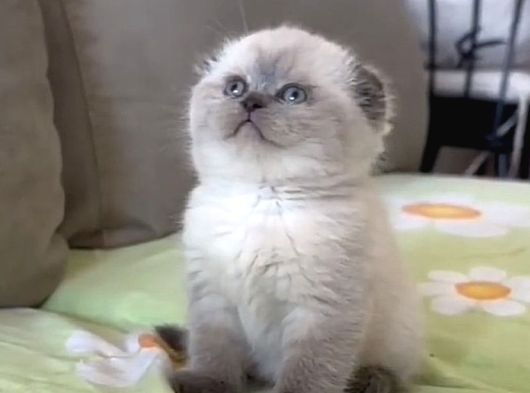 Ücretsiz Bluepoint Kedi