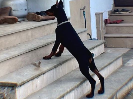 6 Aylık Secereli King Doberman görsel