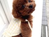 Resmi̇ İşletmeden Kore Toypoodle Yavrulari
