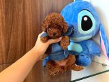 Resmi̇ İşletmeden Kore Toypoodle Yavrulari